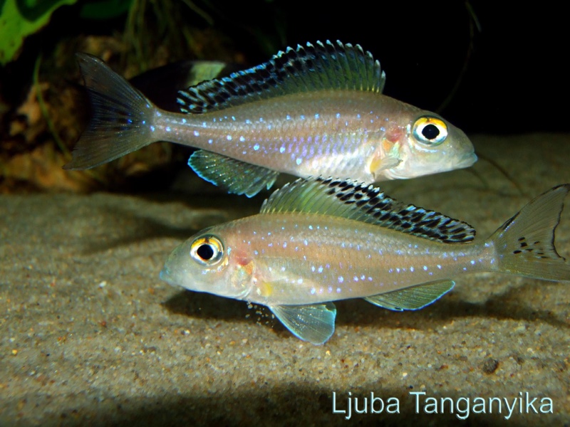 Xenotilapia spilopterus 'Mabilibili'